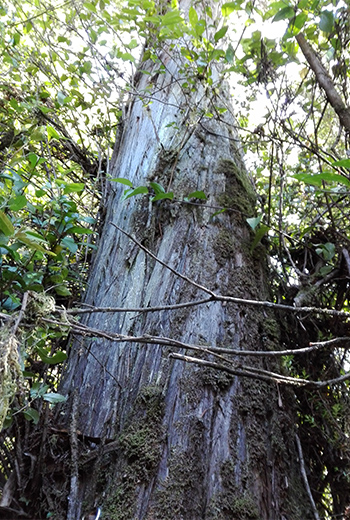 所有林天然記念物のアレルセ