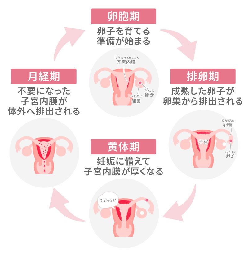 女性の体で起こるサイクル