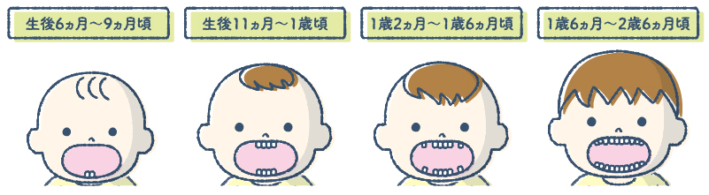 赤ちゃんの歯が生える順番