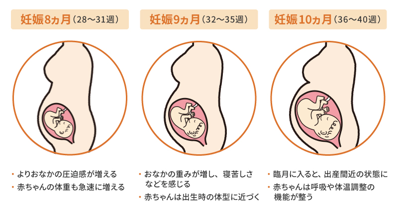 妊娠後期の体の変化と赤ちゃんの成長