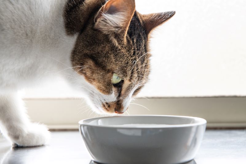 水分をとるネコちゃん