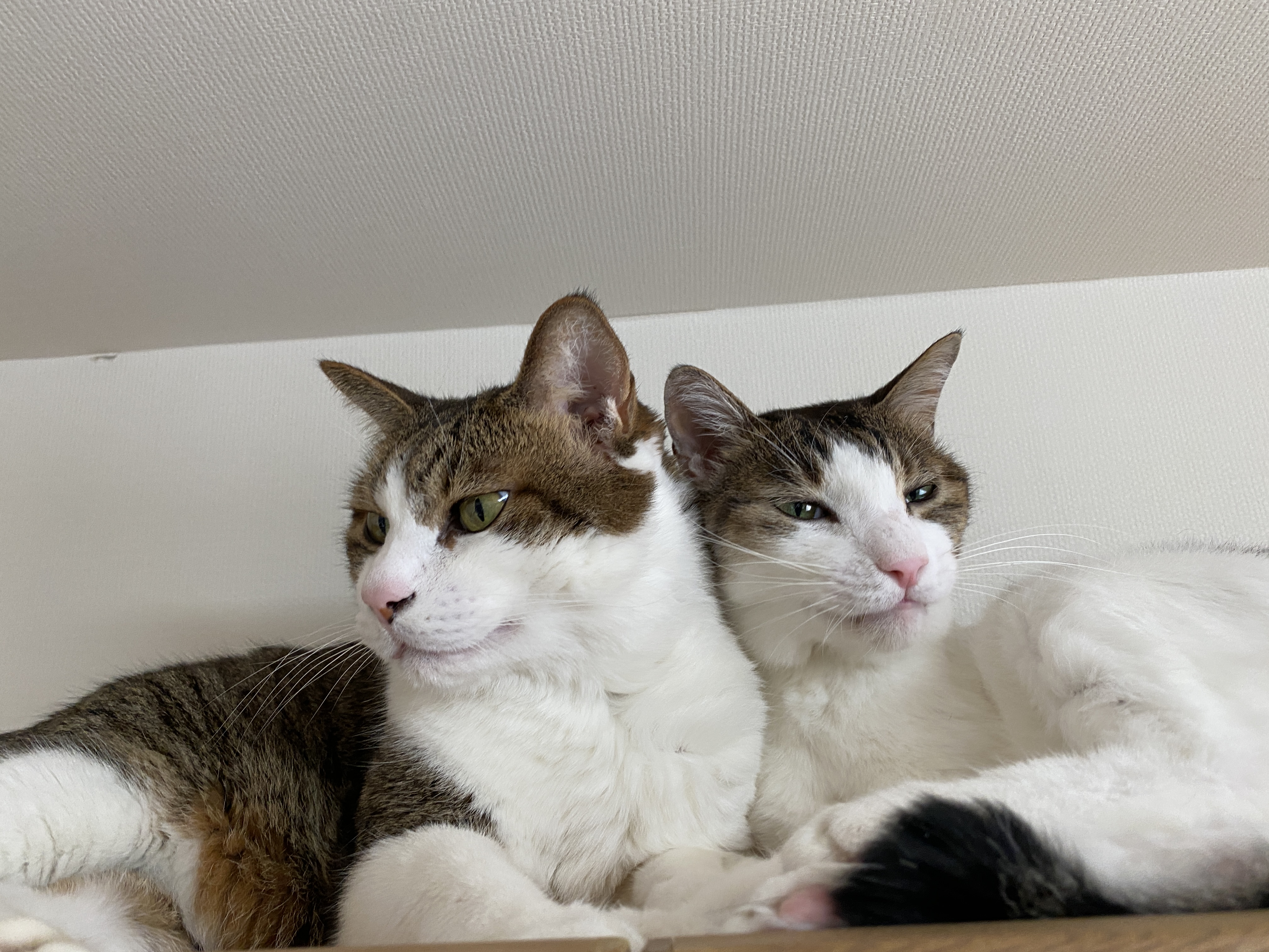 「キミおもい」のシステムトイレ用ネコ砂とシートを実際に使ってみました！