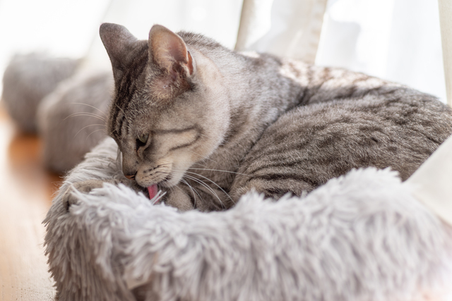 ネコちゃんが毛づくろいをする理由