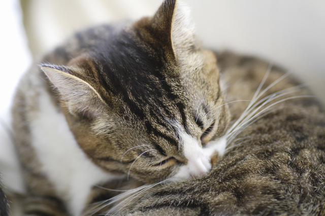 ネコちゃんの毛づくろいの異変には注意