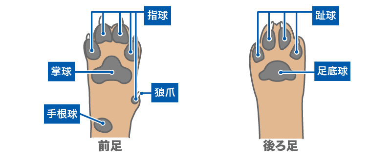 ワンちゃんの肉球の構造