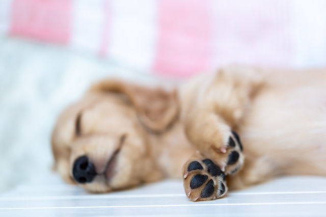 ワンちゃんの肉球で起こりやすいトラブル