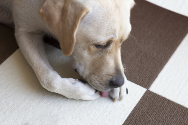 ワンちゃんが肉球をなめるのはなぜ？