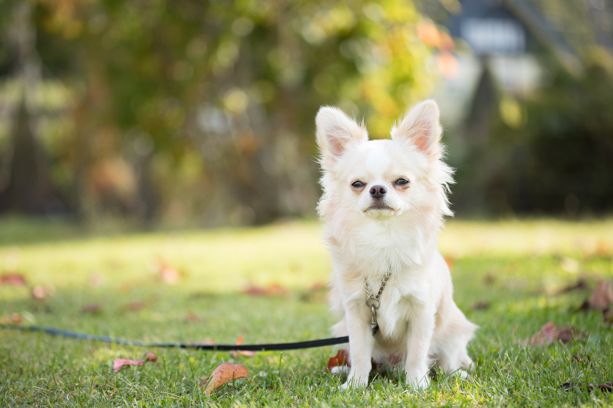子犬のお散歩を始める時期の目安