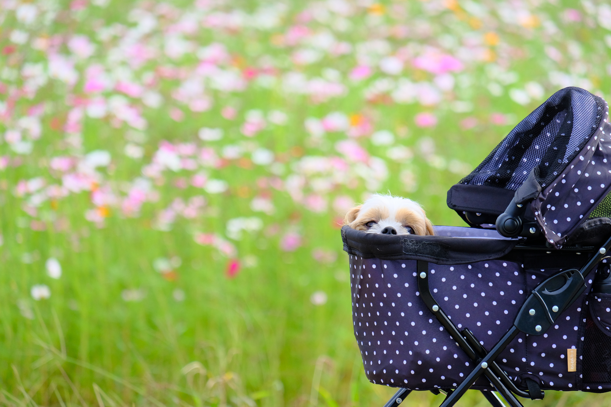 子犬のお散歩は社会性を育むためにも重要