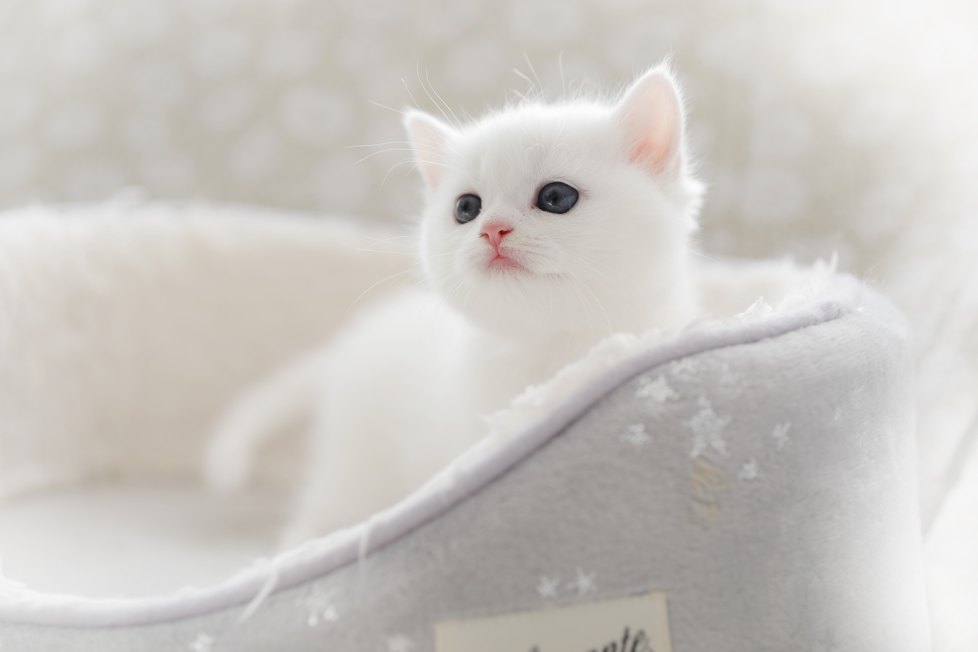 ネコちゃんと暮らす前に必要な心構え