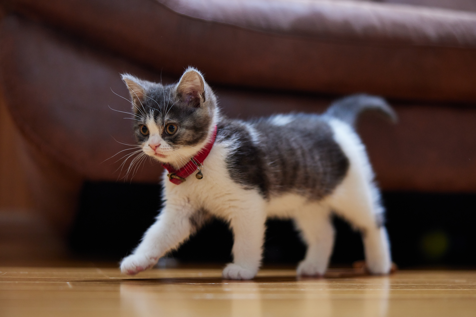 ネコちゃんと暮らすためのお部屋の準備