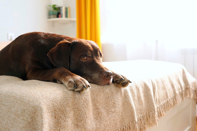 ワンちゃん臭の原因は主に2つ