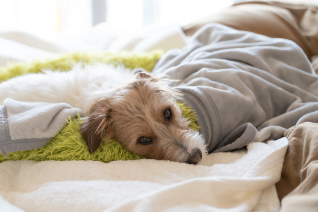 布製品は定期的に洗濯をする