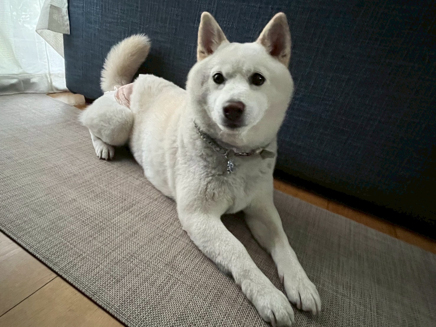 おむつをつけた白い柴犬が室内でリラックスしている様子