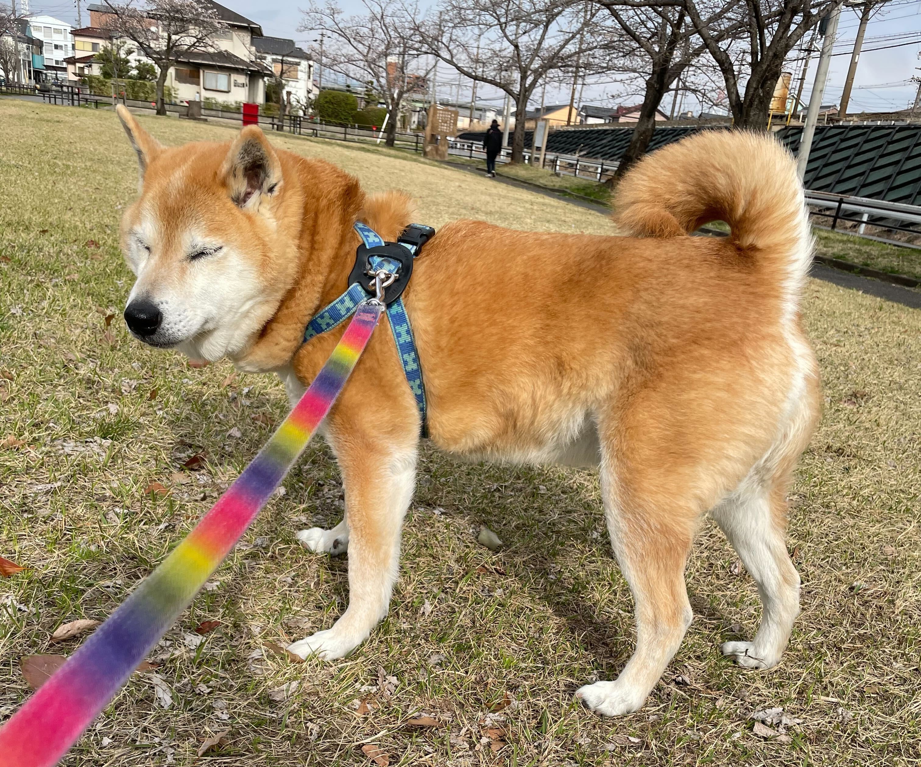 柴犬の散歩風景