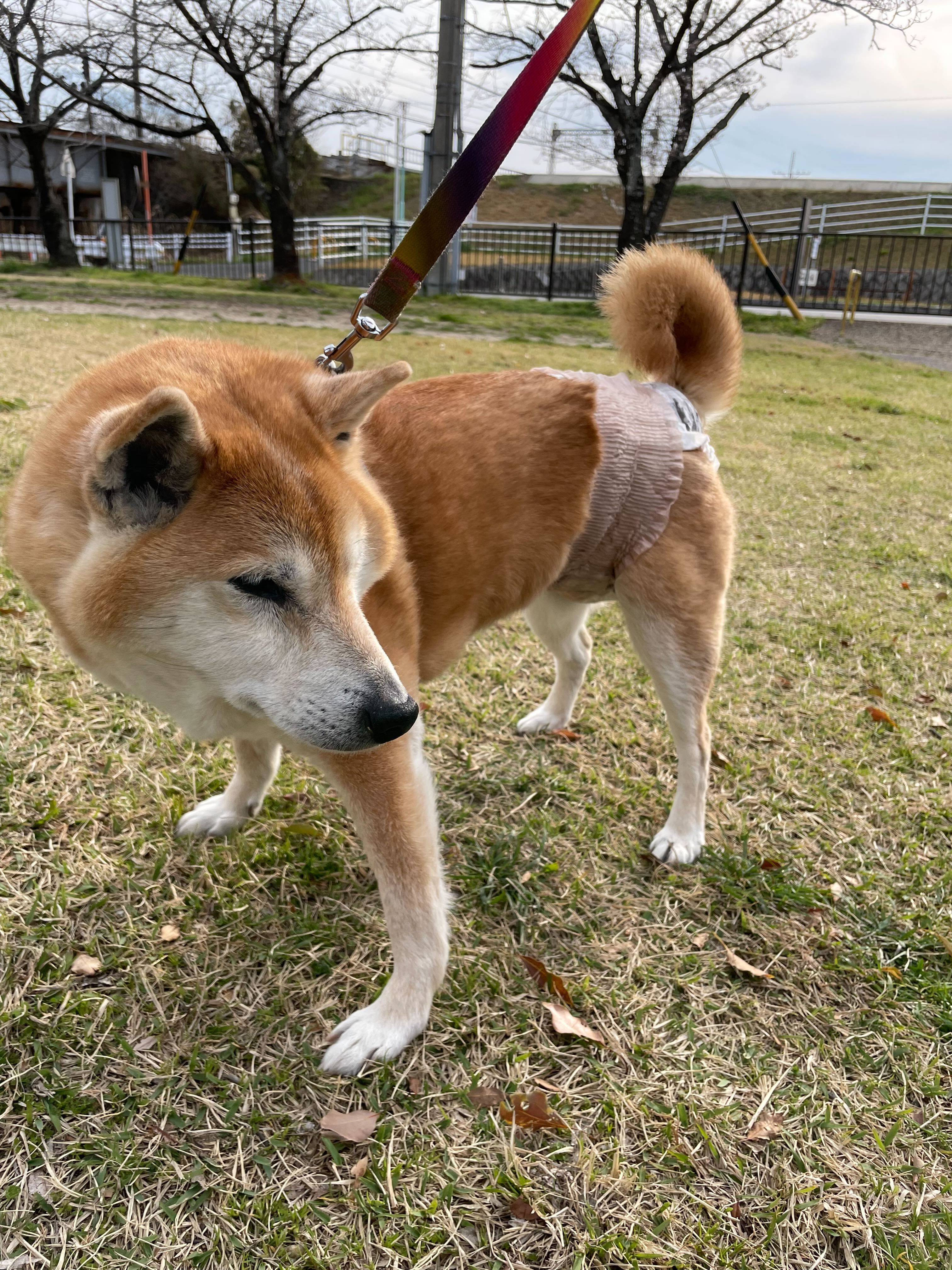 おむつをつけて散歩する柴犬 