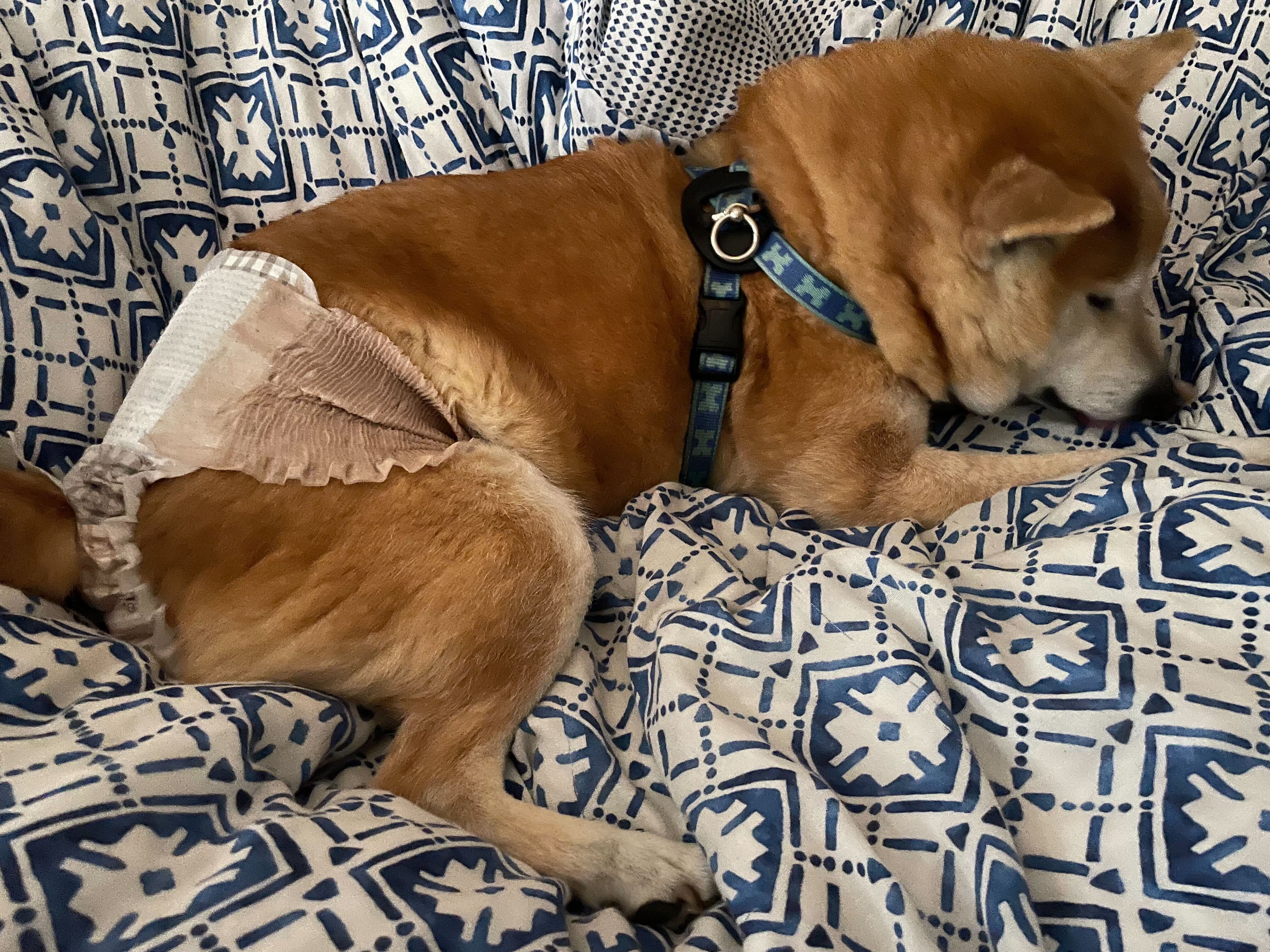 おむつをつけて眠る柴犬