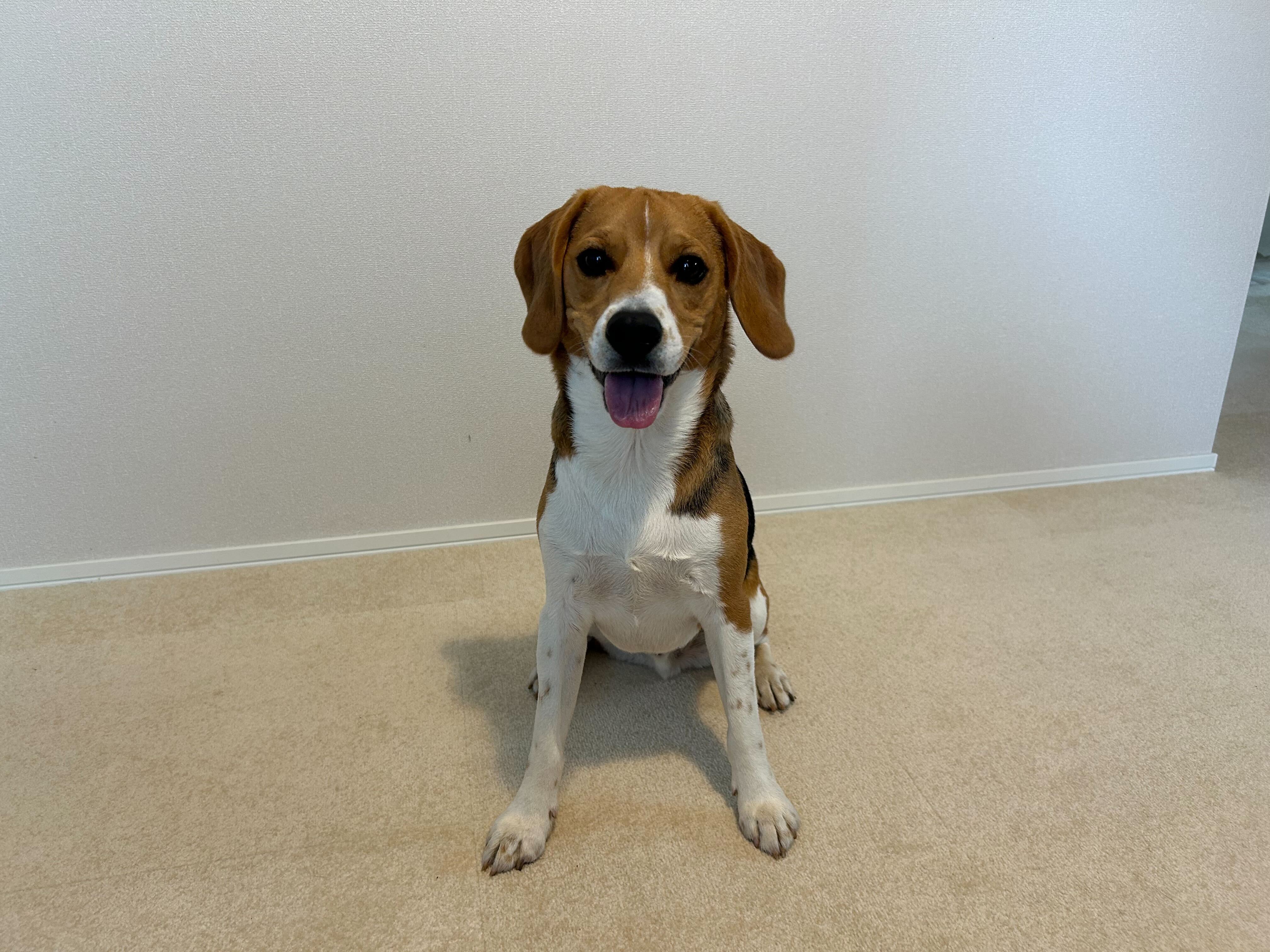 室内でお座りするビーグル犬 