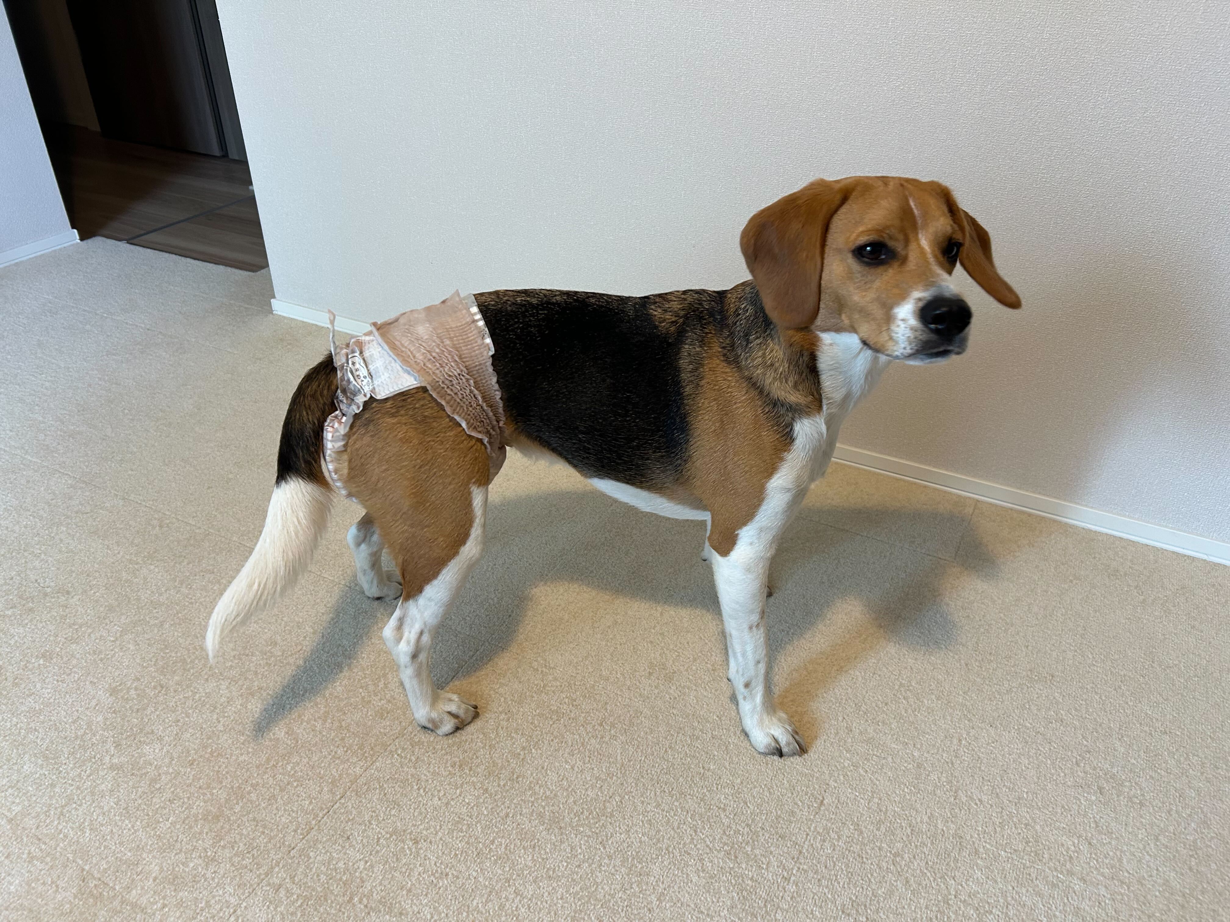 室内でおむつをつけているビーグル犬
