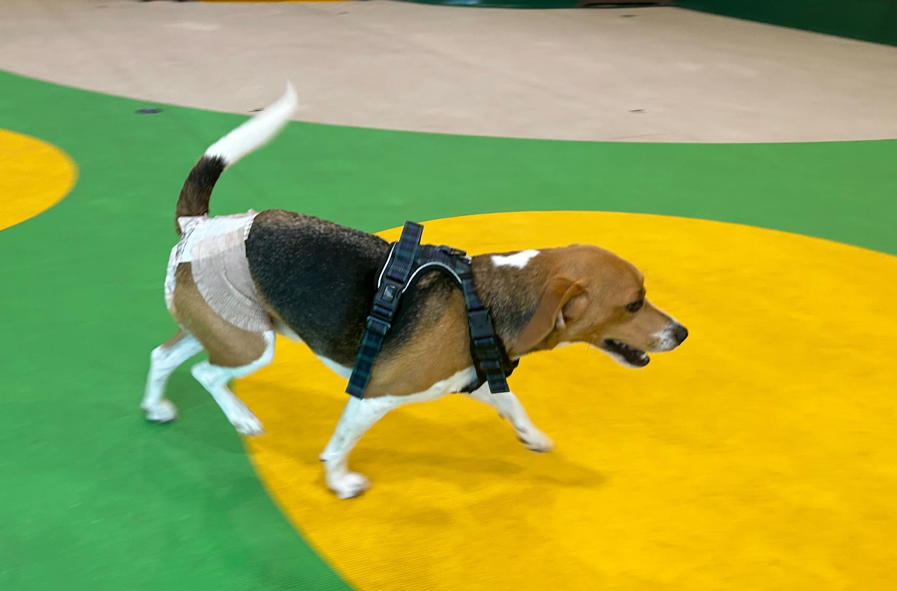 おむつをつけて室内ドッグランで遊ぶビーグル犬