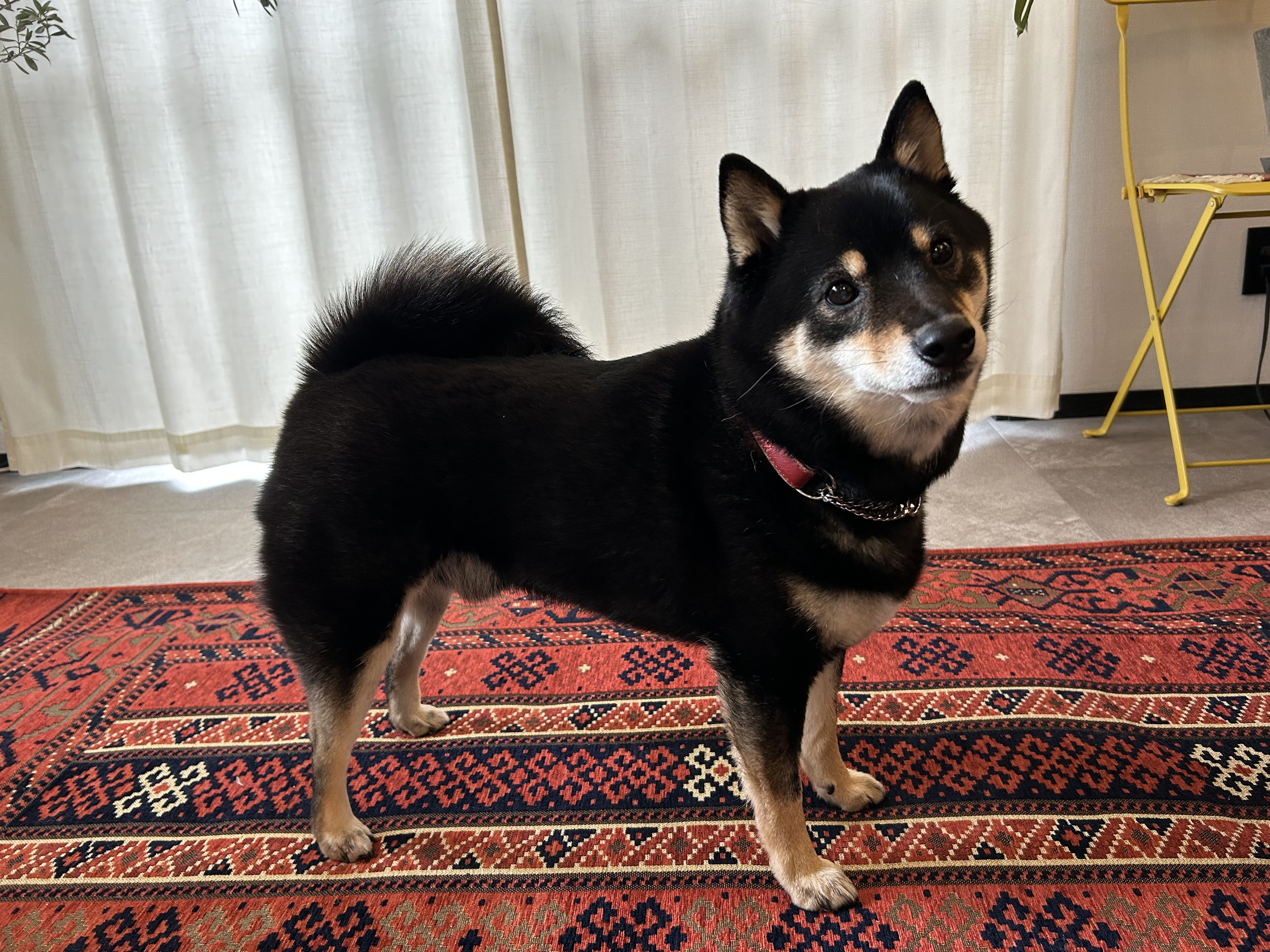 室内で立つ黒柴犬
