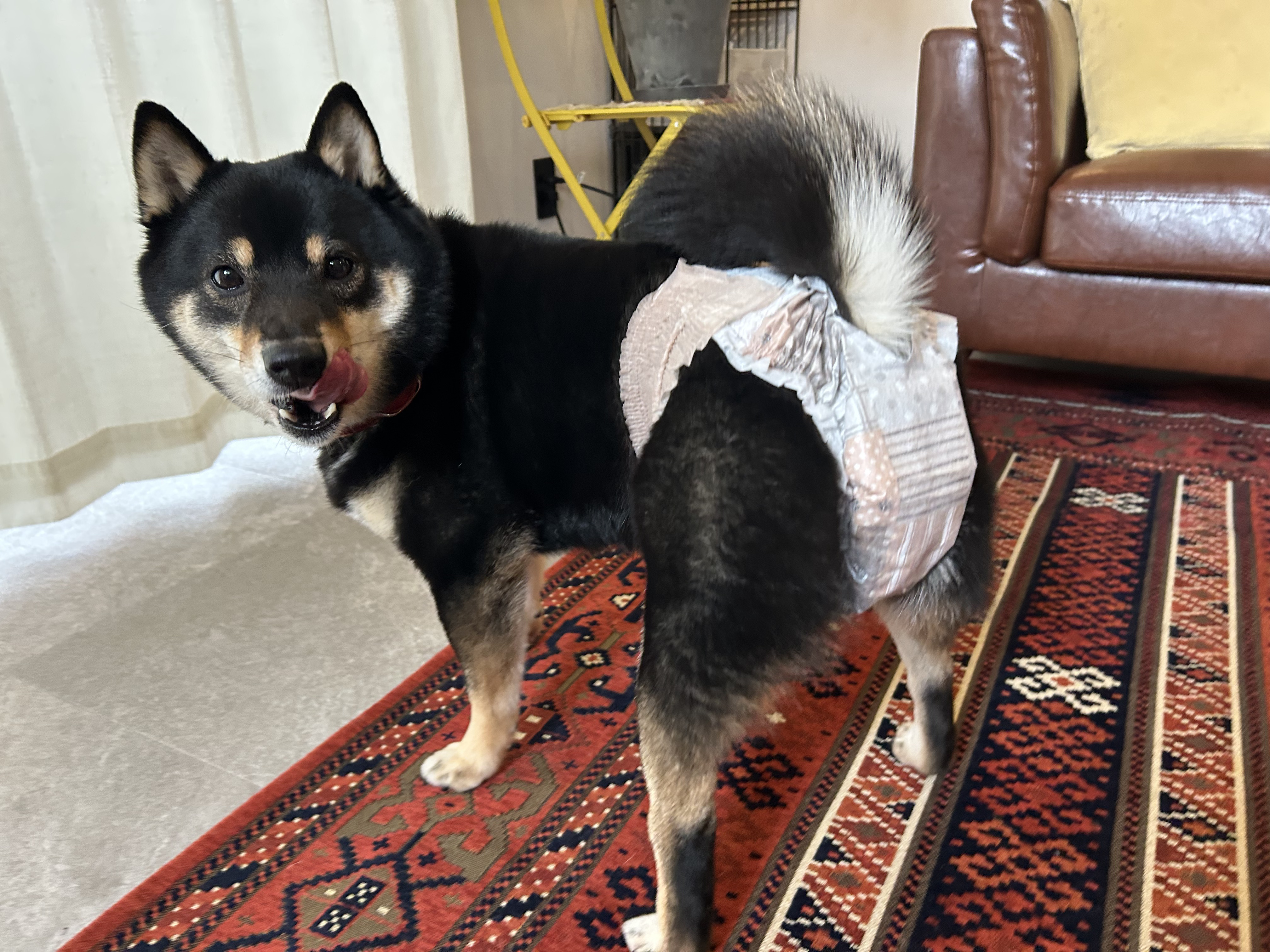 おむつを着けた黒柴犬 