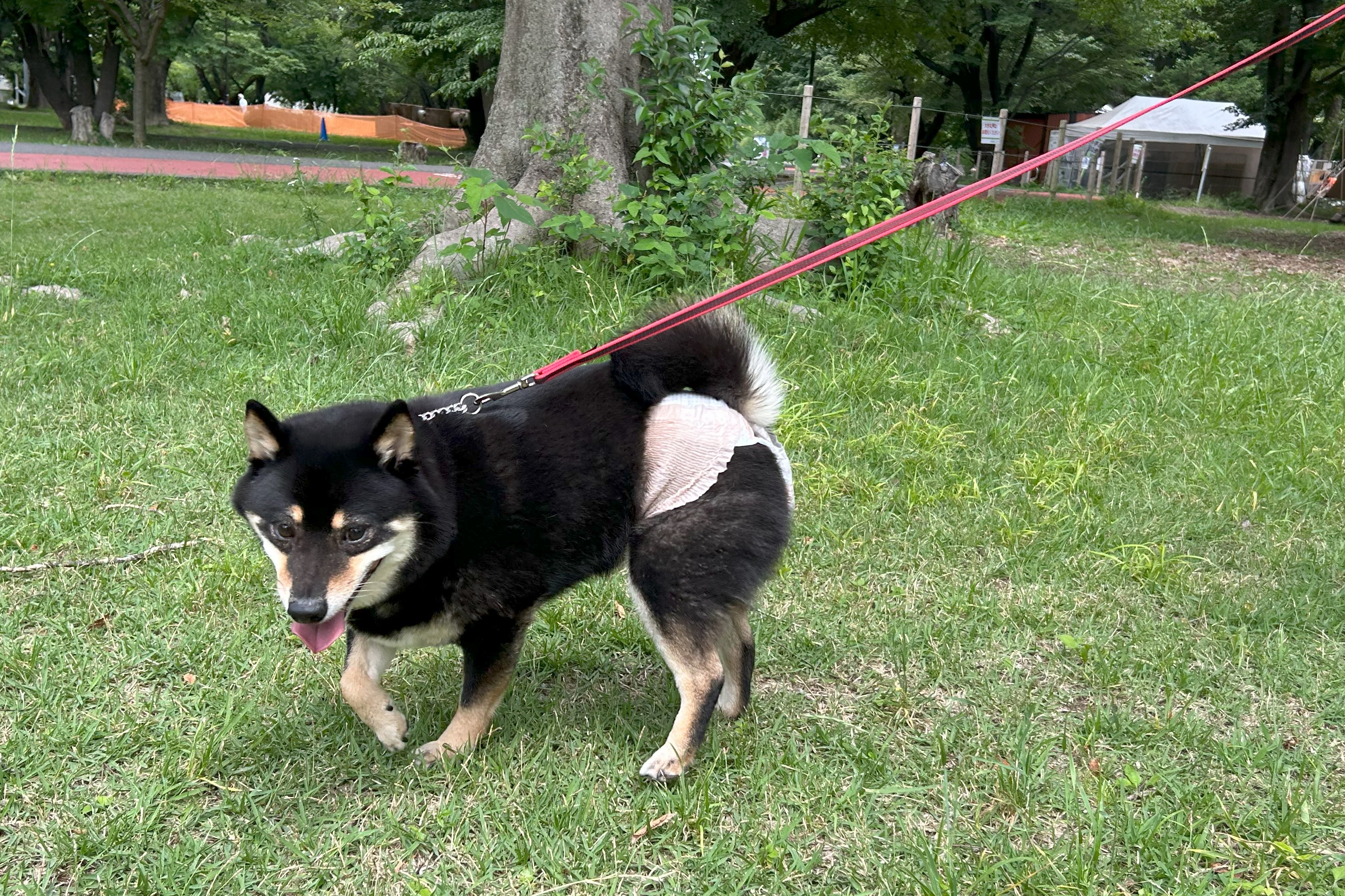 おむつを着けた黒柴犬の散歩 
