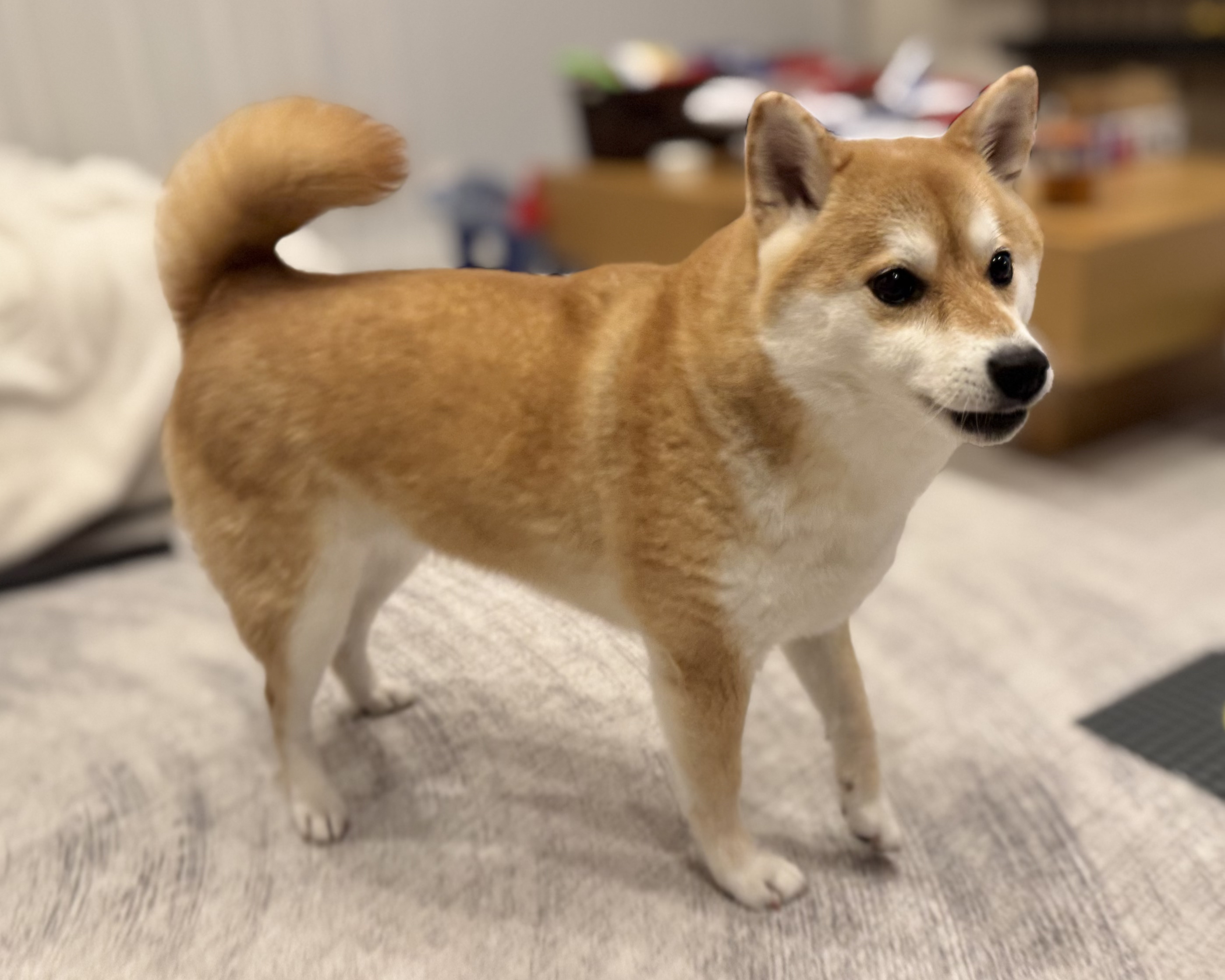 室内に立つ茶色の柴犬