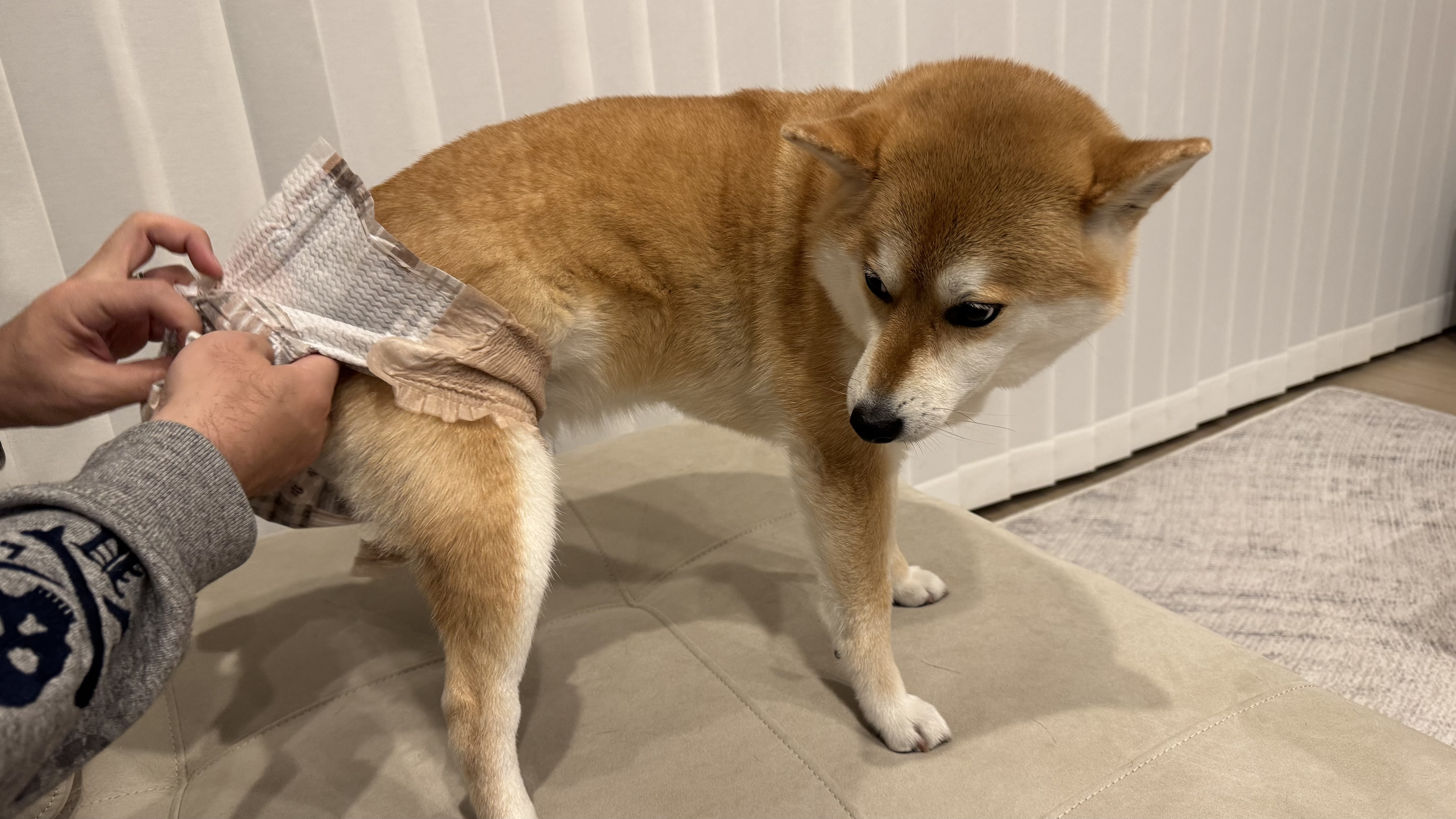 柴犬におむつを着ける様子