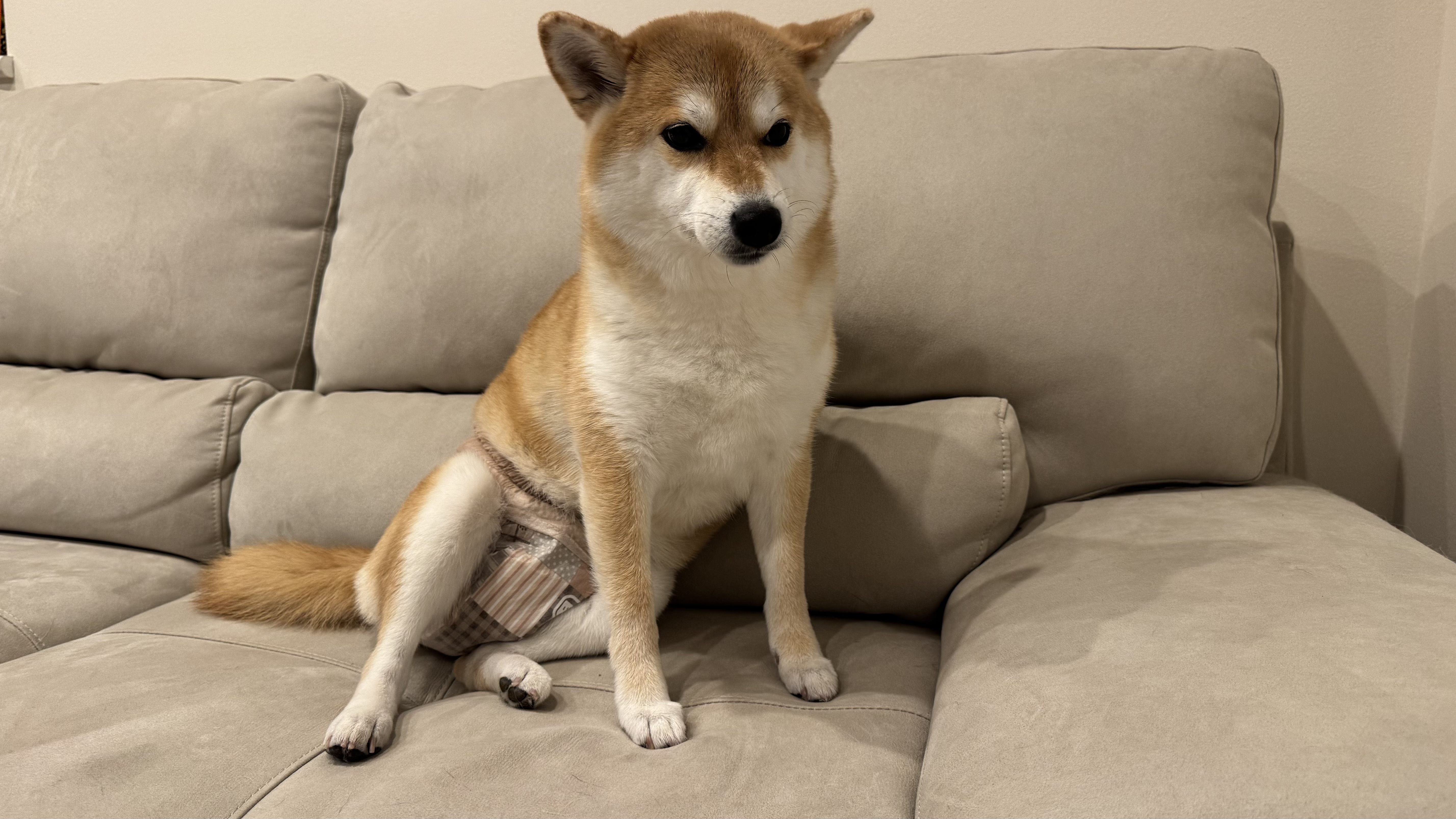 おむつをつけてソファでリラックスする柴犬