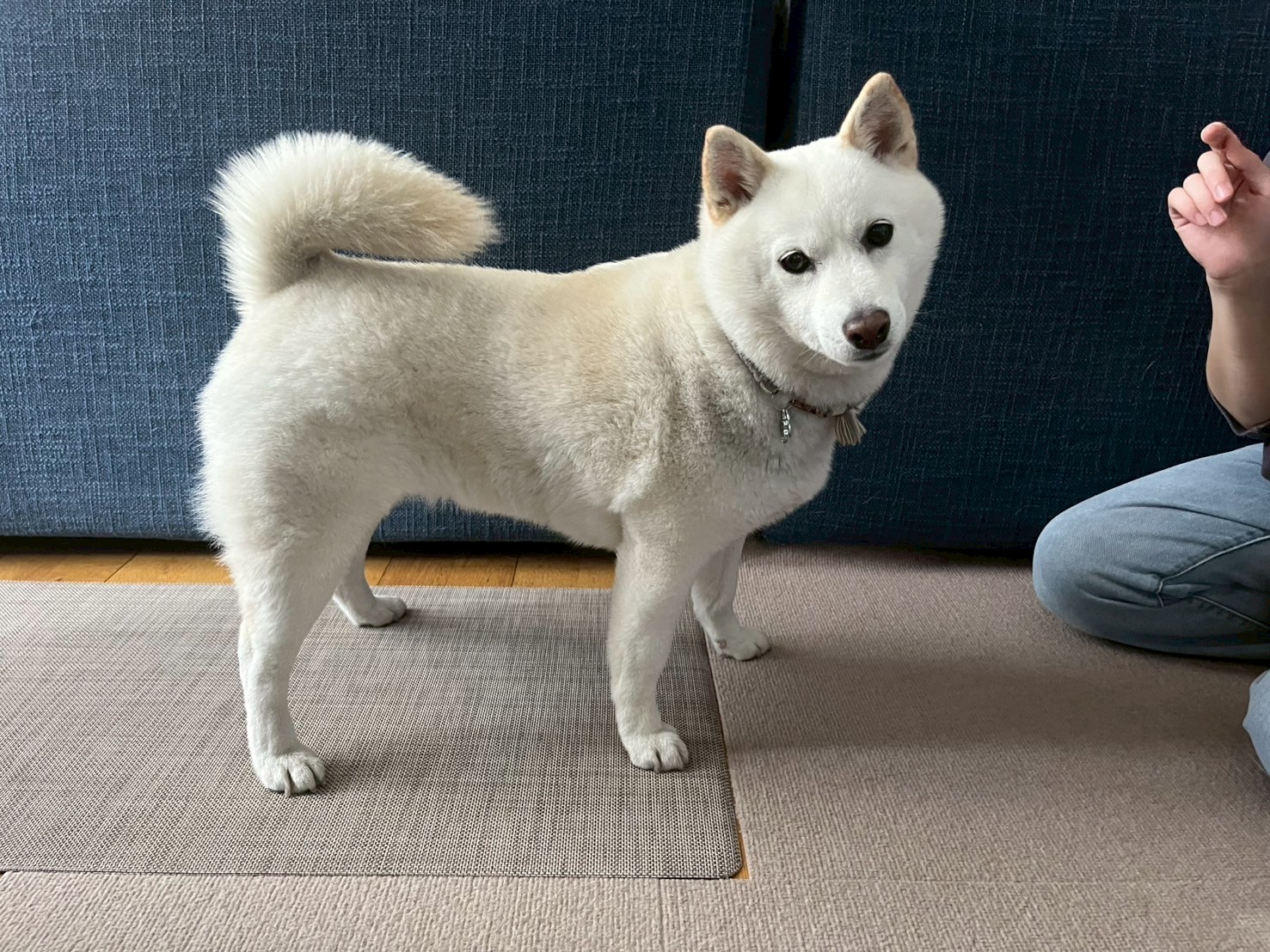 白い柴犬が室内で立っている様子 