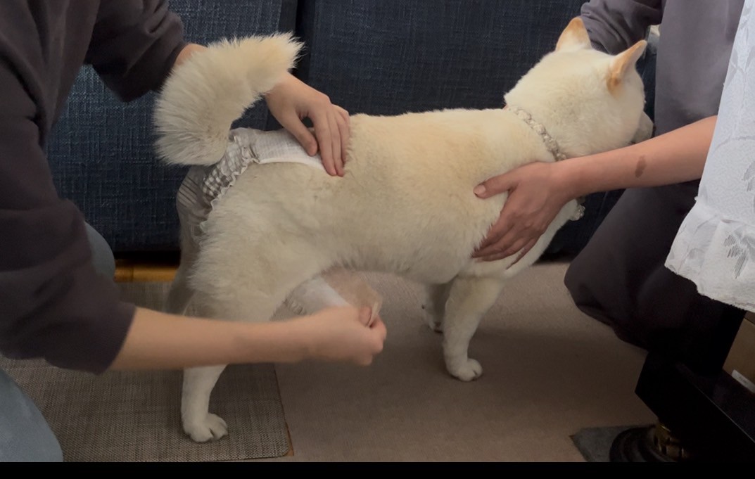 白い柴犬がオーナーさんにおむつをつけてもらっているところ