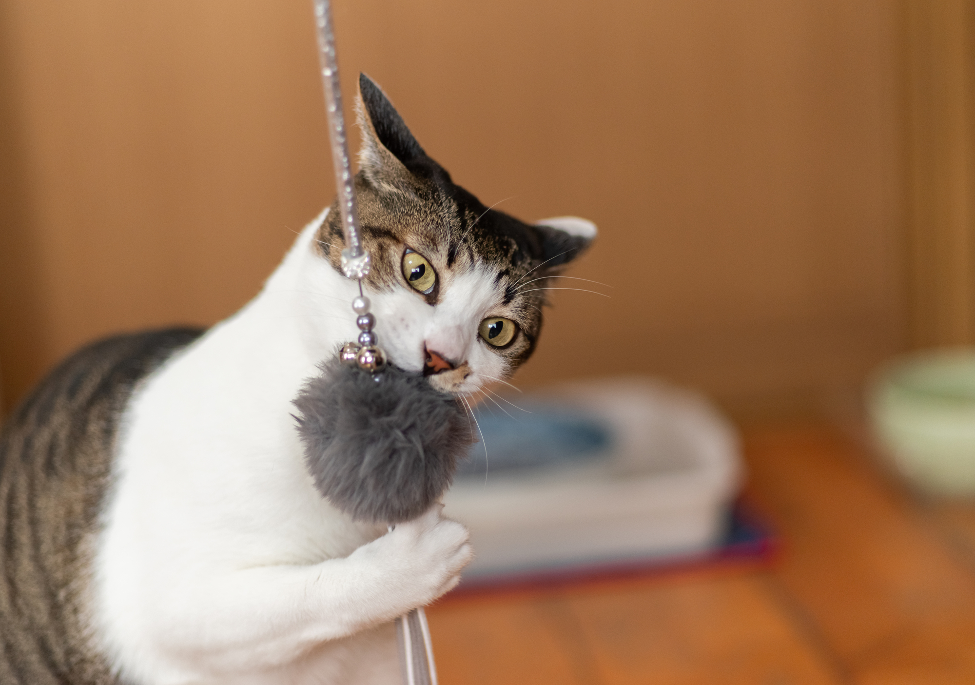 猫じゃらしで遊ぶキジ白猫 