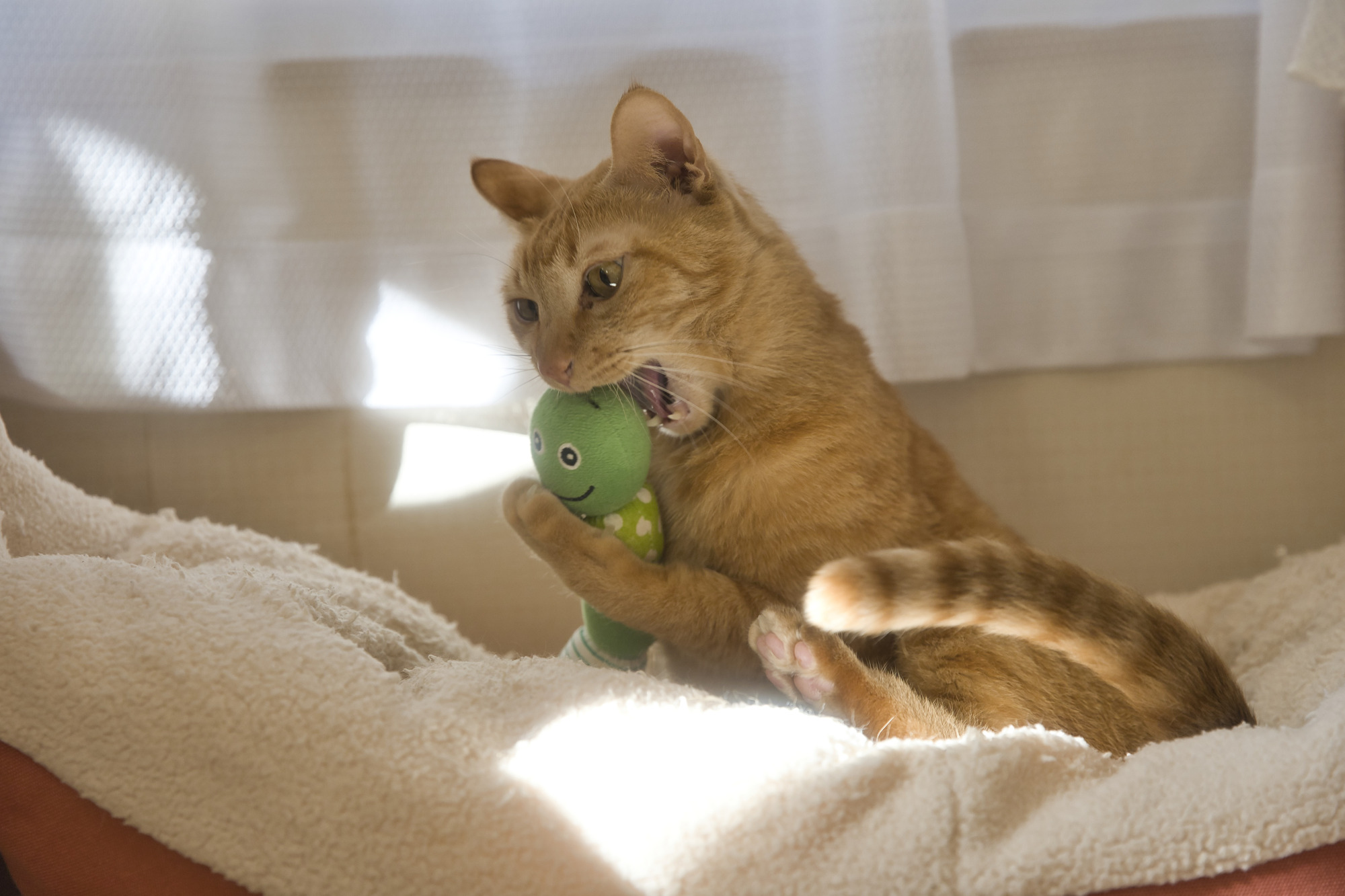 おもちゃを噛む茶トラ猫 