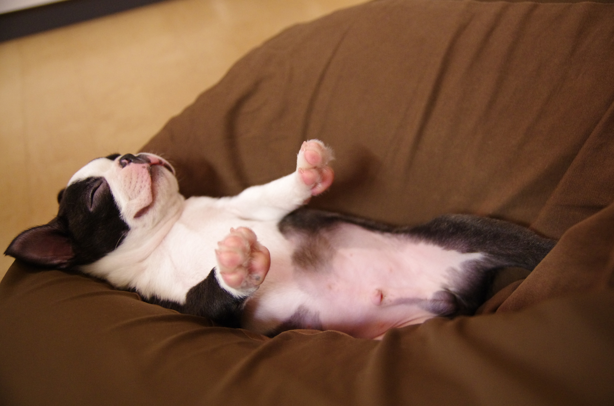 おなかを見せて寝る犬