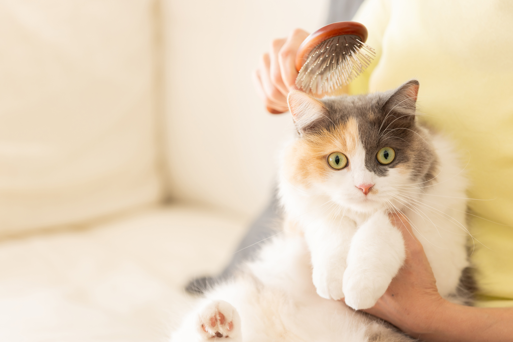 ブラッシング中のネコ