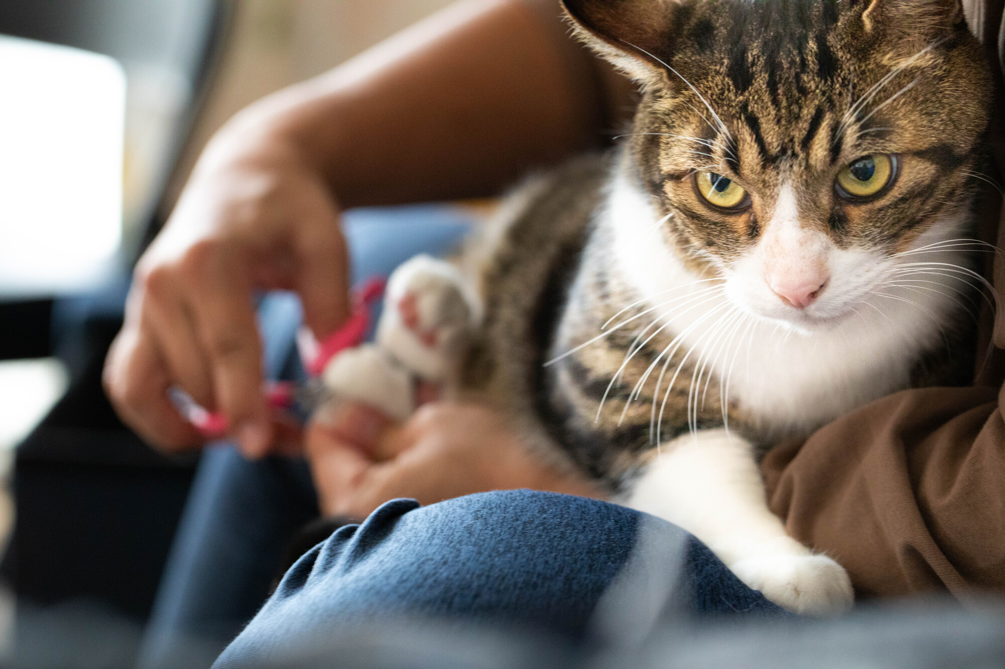 爪切り中のネコ