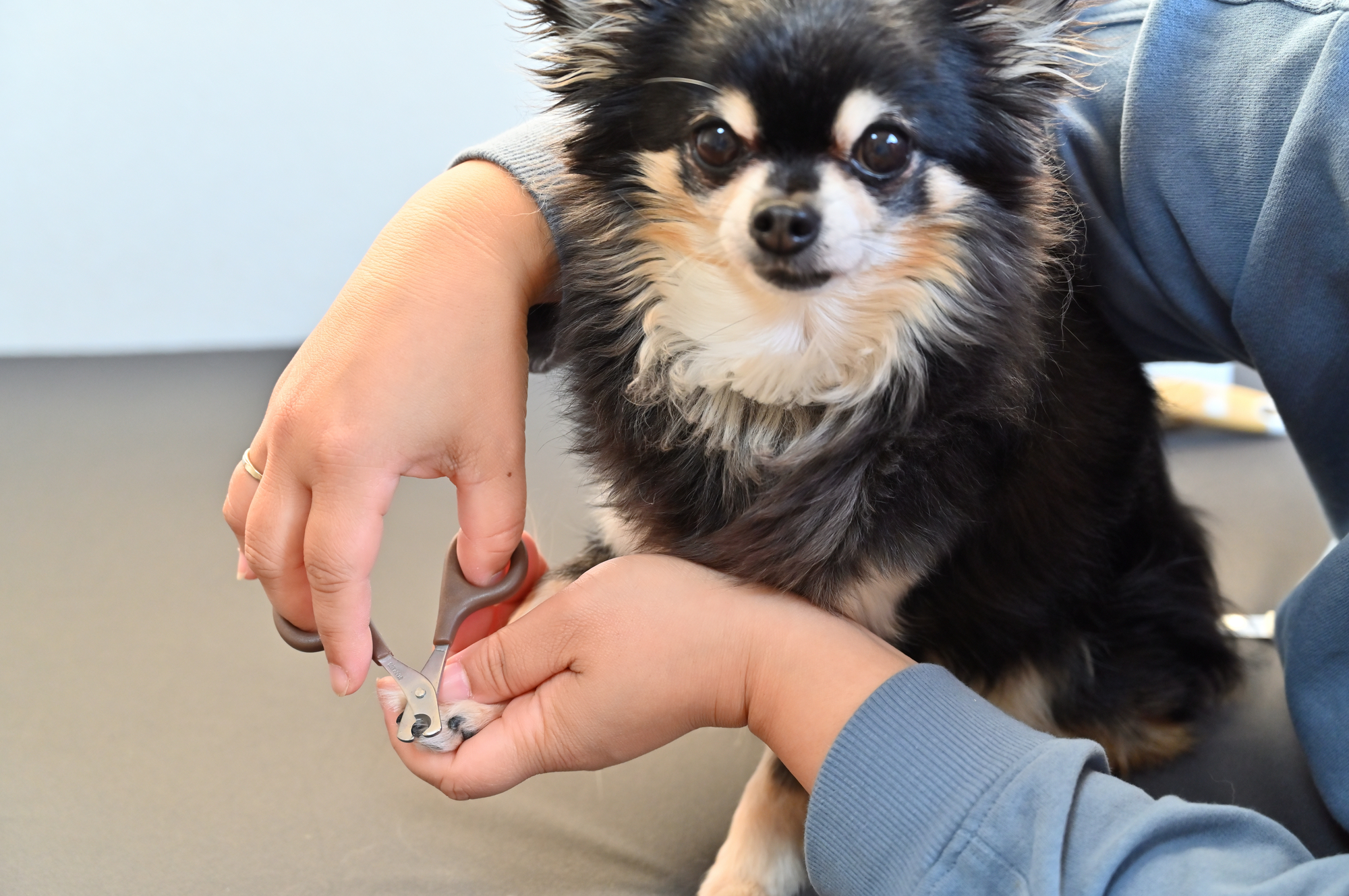 爪切りをするチワワ