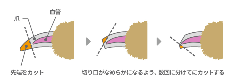 ワンちゃんの爪の構造と切る場所