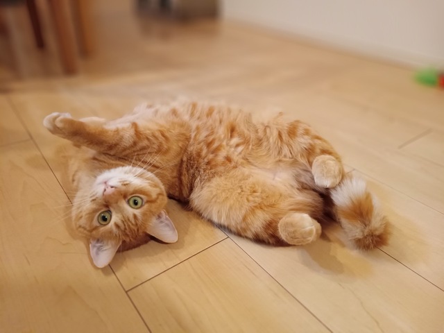 フローリングでおなかを見せて転がる三毛猫