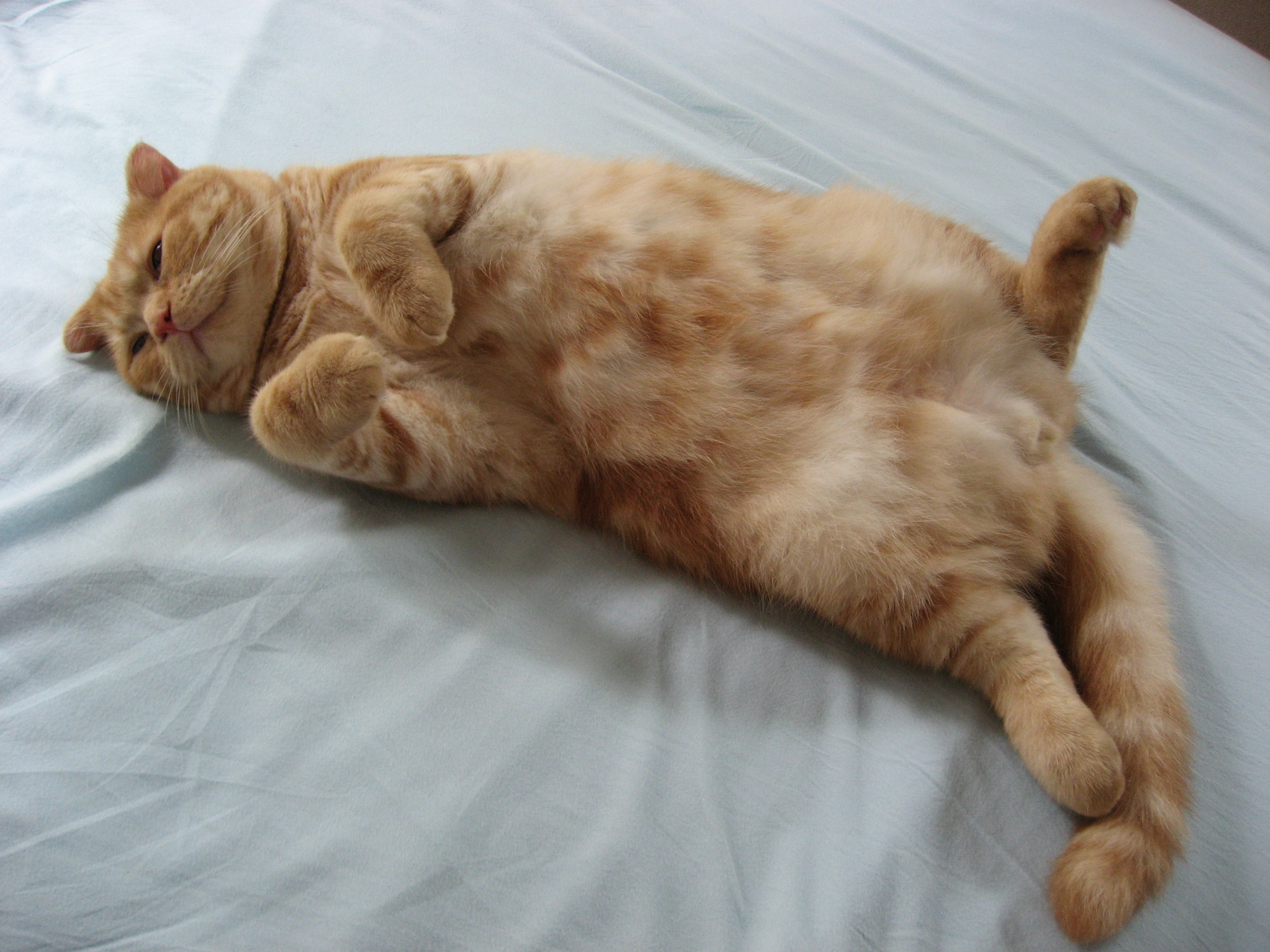 ベッドで仰向けで寝転ぶ茶トラ猫 