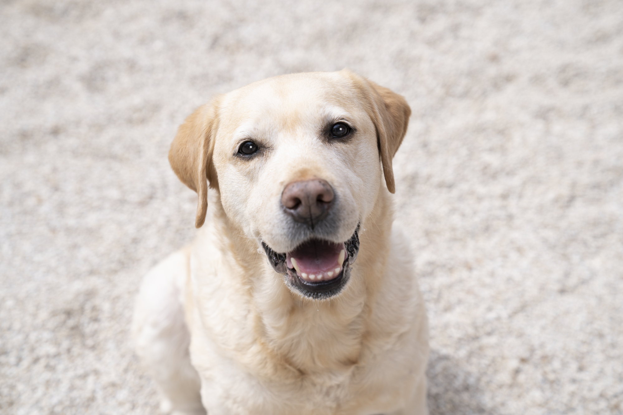 大型犬のワンちゃん