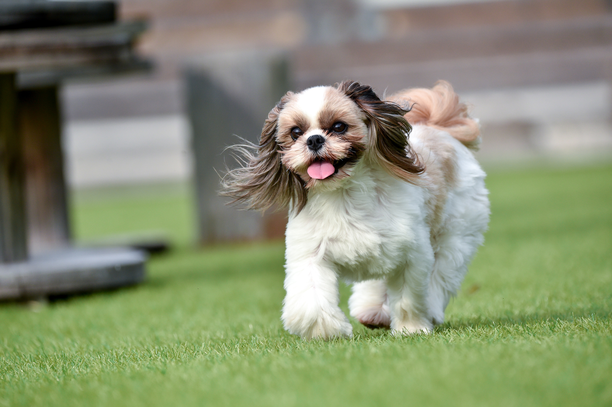 元気いっぱいのワンちゃん
