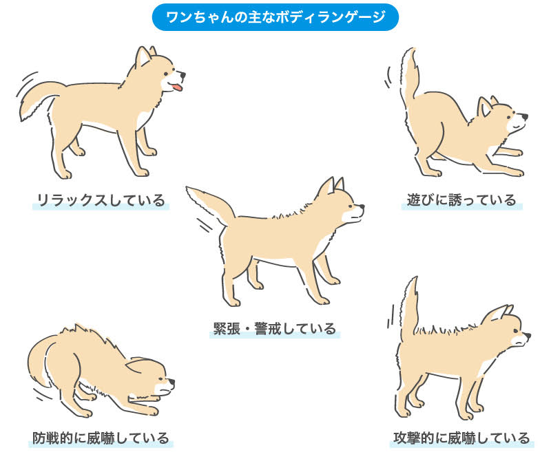 ワンちゃんの主なボディランゲージ