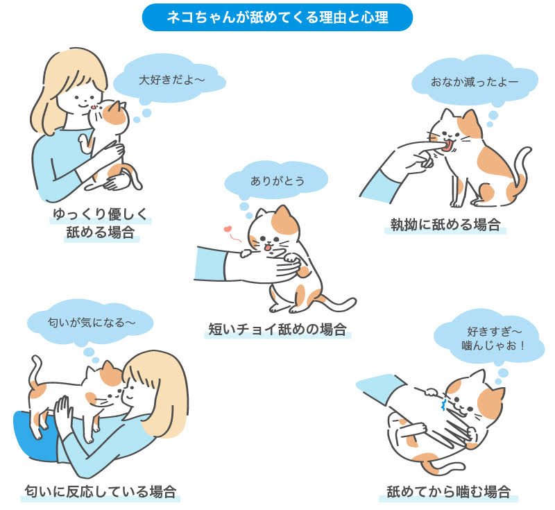 ネコちゃんが舐めてくる理由と心理