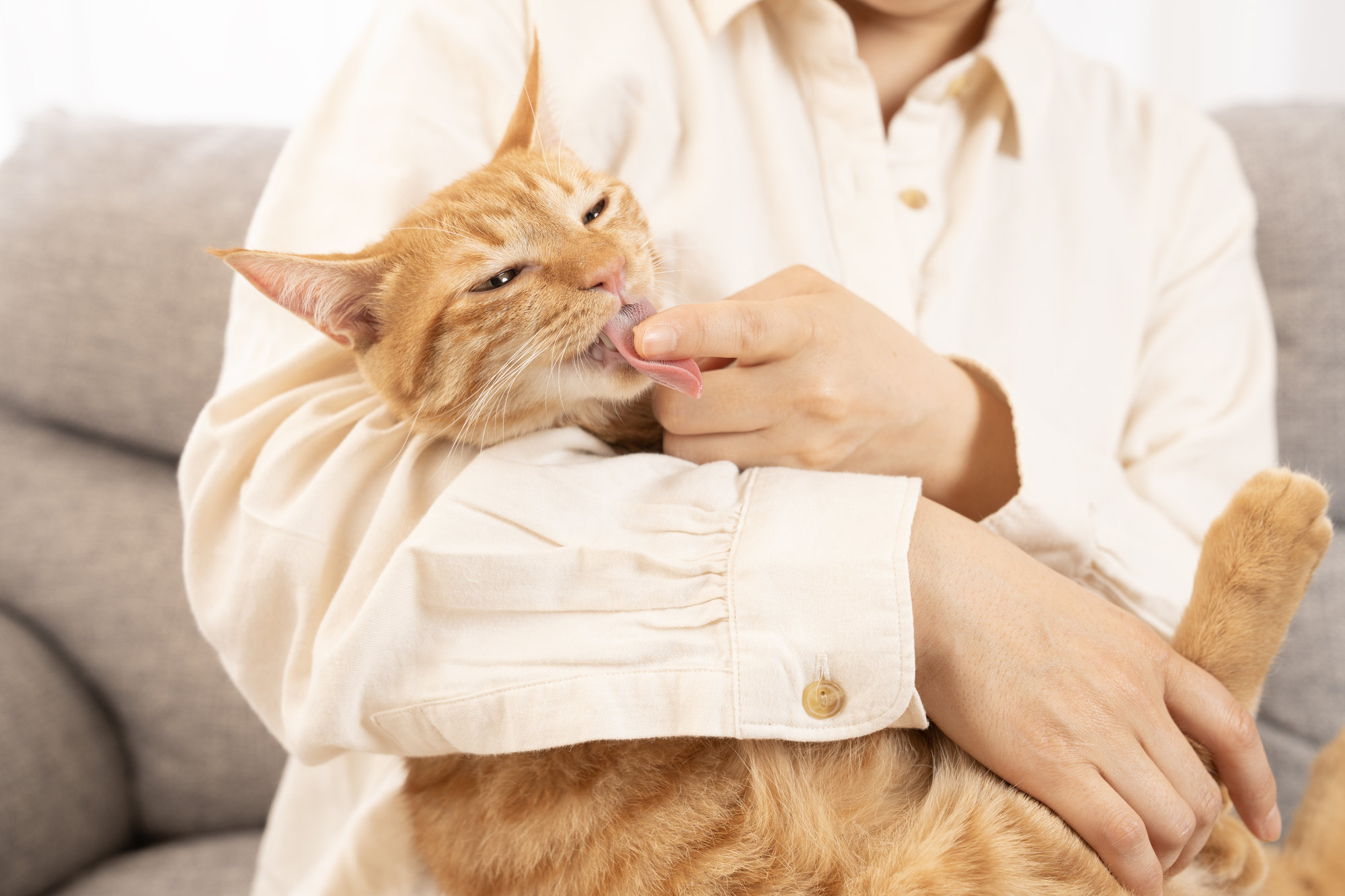 位別に見るネコちゃんの舐める理由