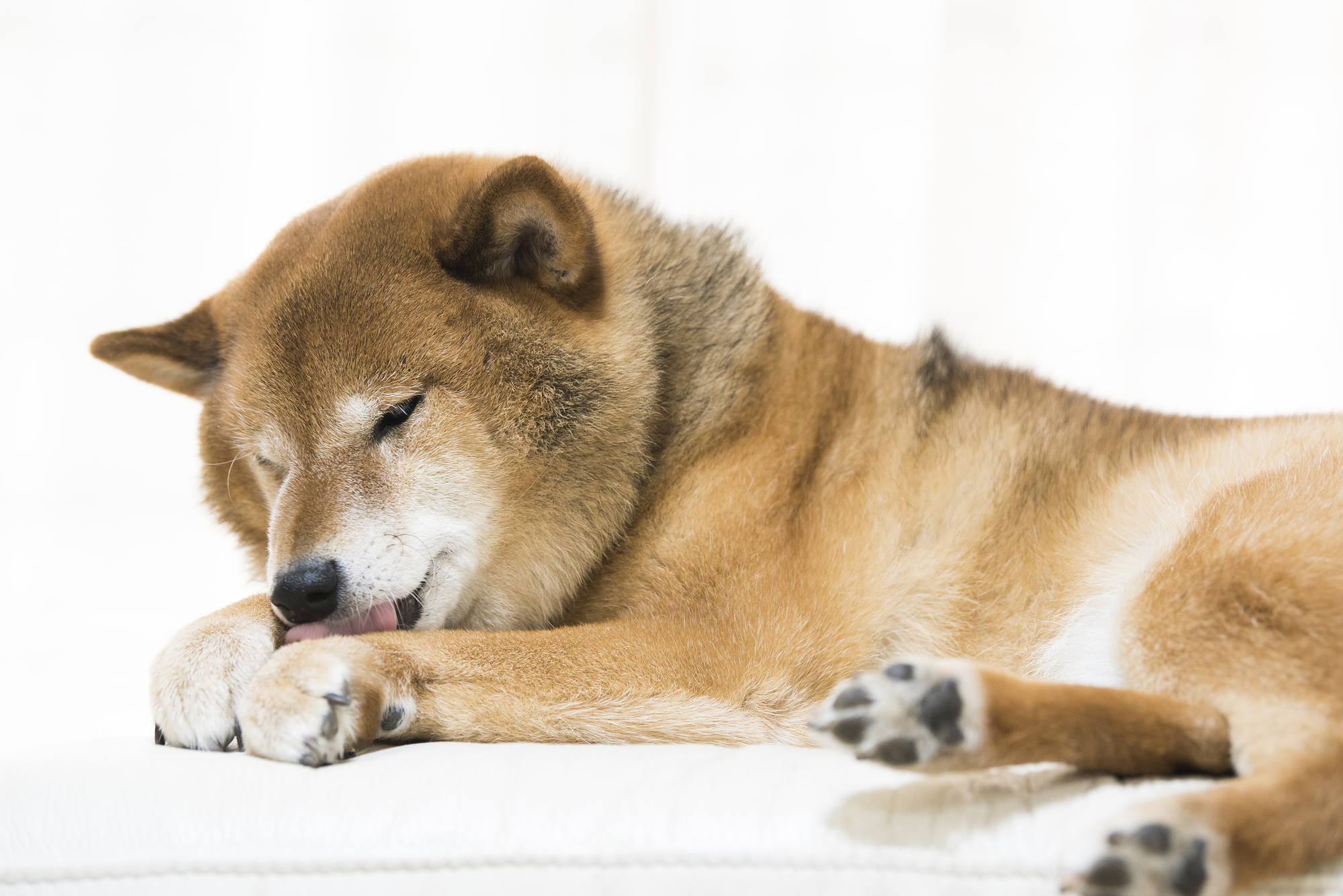 自分の手をなめるワンちゃん