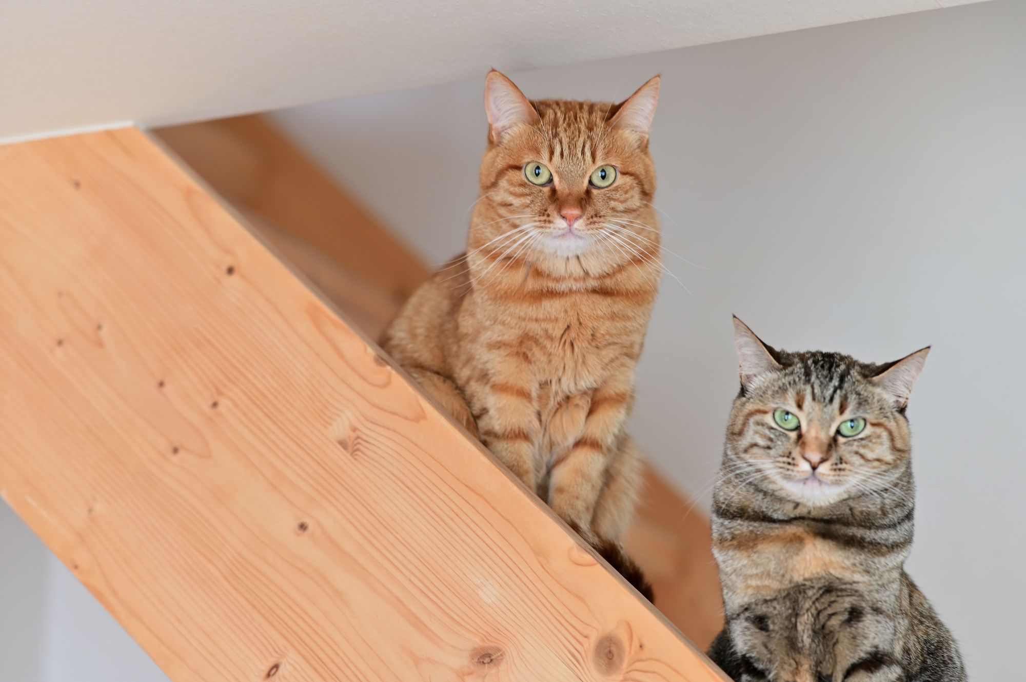こちらをじっと見ている2匹のネコちゃん
