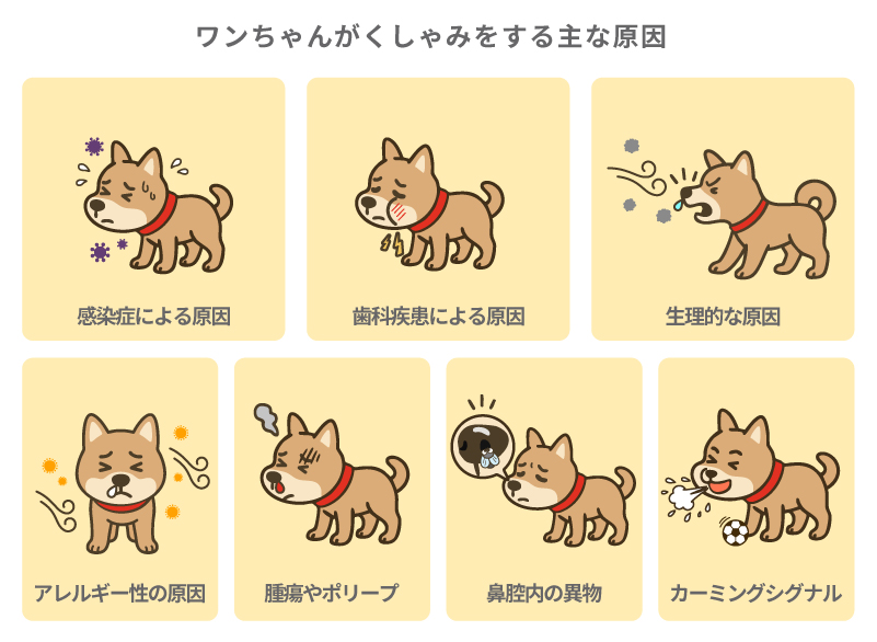 ワンちゃんがくしゃみをする主な原因