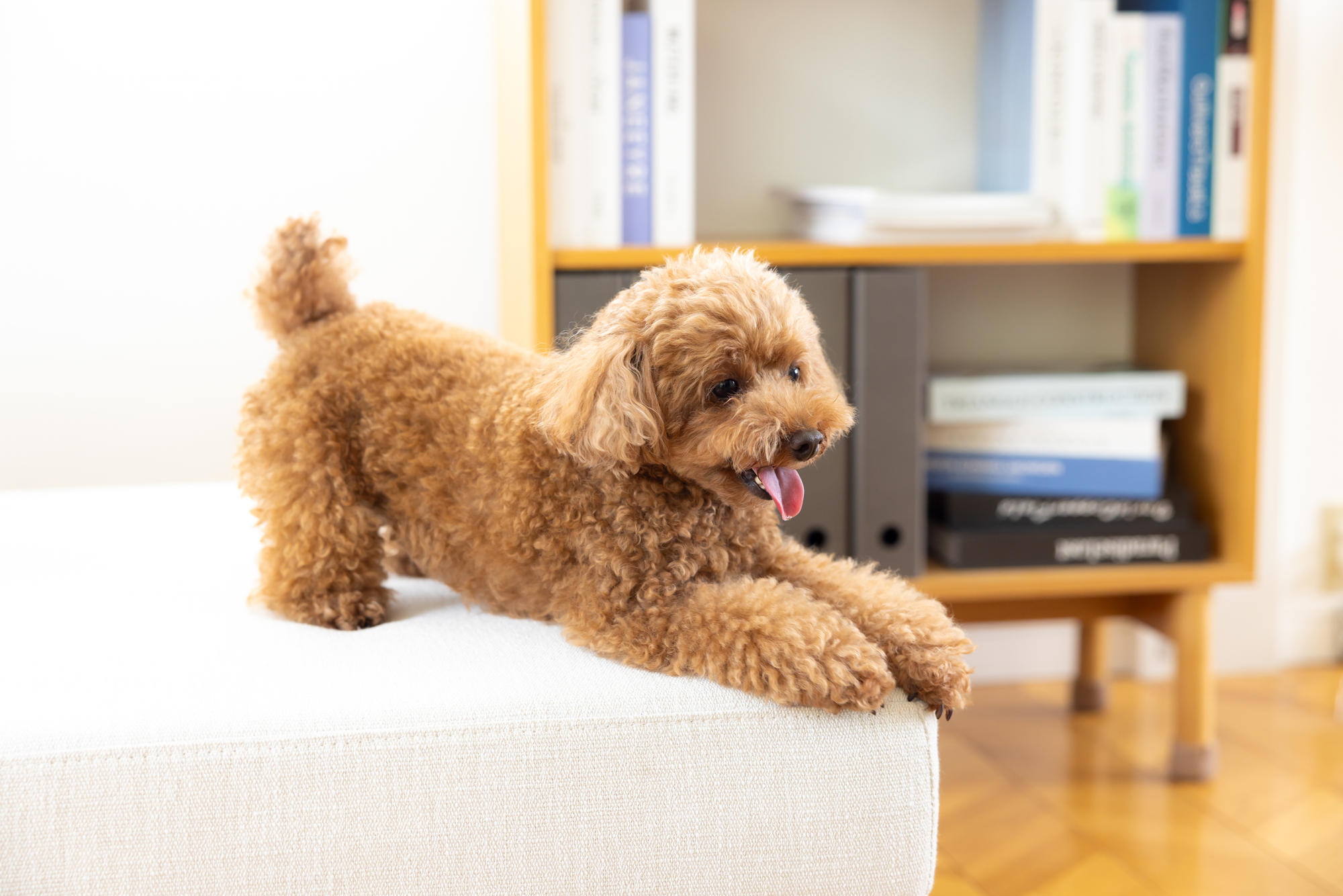 室内で遊んでいる茶色のトイプー